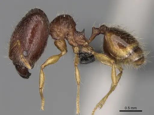 Pheidole rugofitarata specimen CASENT0078206 image casent0078206_5