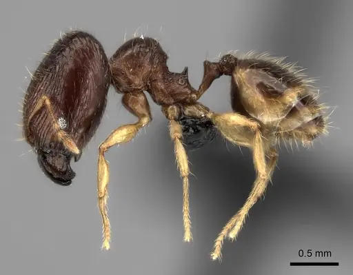 Pheidole rugofitarata specimen CASENT0078206 image casent0078206_6
