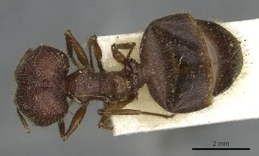 Pheidole rugosa specimen CASENT0901525 image casent0901525_1