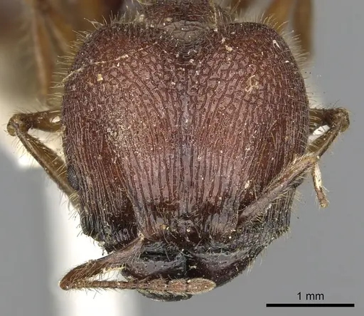 Pheidole rugosa specimen CASENT0901525 image casent0901525_2