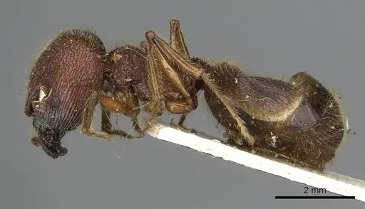 Pheidole rugosa specimen CASENT0901525 image casent0901525_3