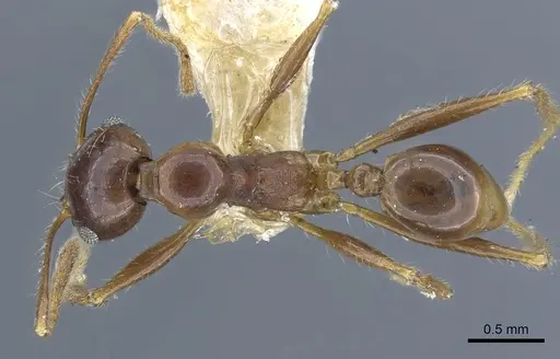 Pheidole rugosa specimen CASENT0901526 image casent0901526_1