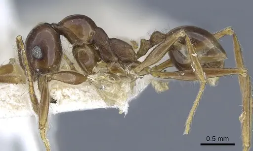 Pheidole rugosa specimen CASENT0901526 image casent0901526_3