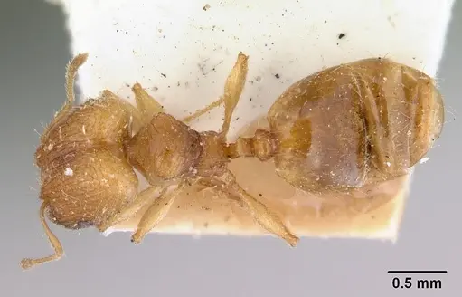 Pheidole rugosula specimen CASENT0172364 image casent0172364_1