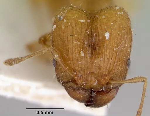 Pheidole rugosula specimen CASENT0172364 image casent0172364_2