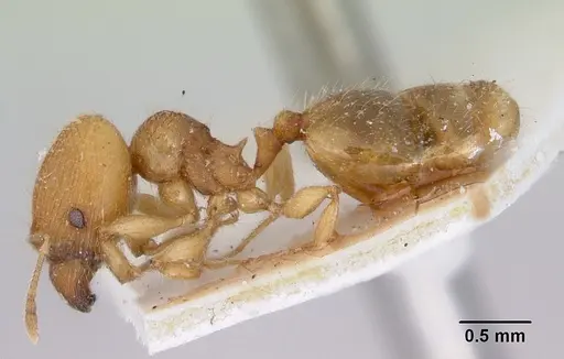 Pheidole rugosula specimen CASENT0172364 image casent0172364_3