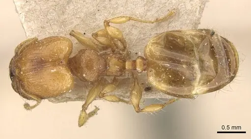 Pheidole rugosula specimen CASENT0908051 image casent0908051_1