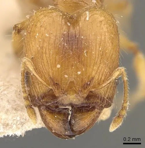 Pheidole rugosula specimen CASENT0908051 image casent0908051_2