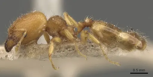 Pheidole rugosula specimen CASENT0908051 image casent0908051_3