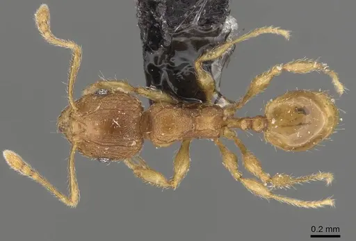 Pheidole rugosula specimen CASENT0908052 image casent0908052_1