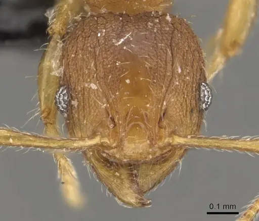 Pheidole rugosula specimen CASENT0908052 image casent0908052_2