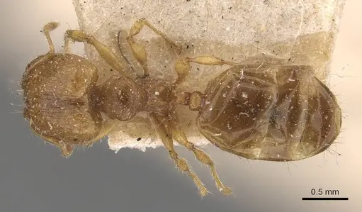 Pheidole rugosula specimen CASENT0908062 image casent0908062_1