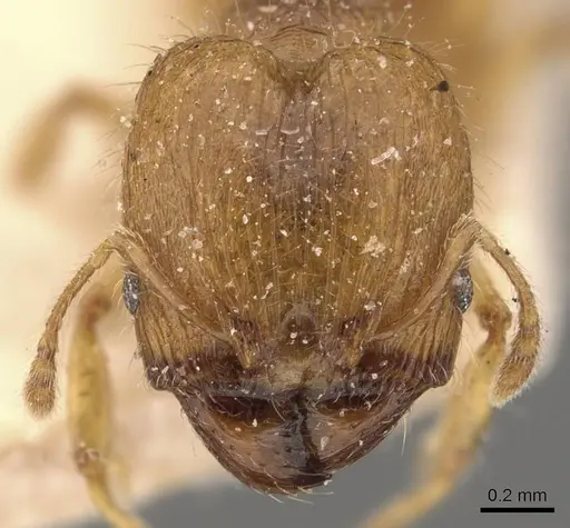 Pheidole rugosula specimen CASENT0908062 image casent0908062_2