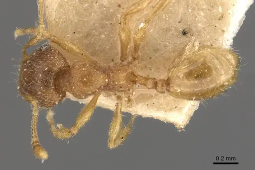 Pheidole rugosula specimen CASENT0908063 image casent0908063_1
