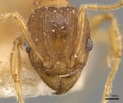 Pheidole rugosula specimen CASENT0908063 image casent0908063_2