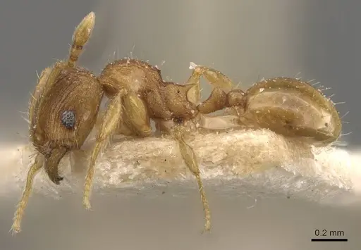 Pheidole rugosula specimen CASENT0908063 image casent0908063_3