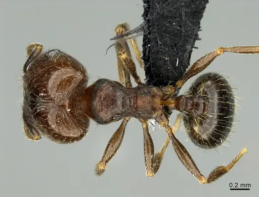 Pheidole rugulosa specimen CASENT0004455 image casent0004455_1