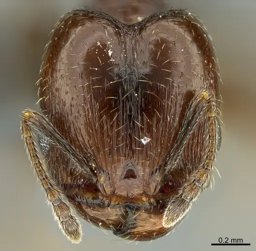 Pheidole rugulosa specimen CASENT0004455 image casent0004455_2