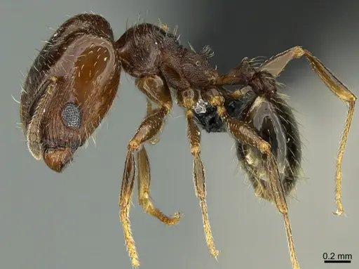 Pheidole rugulosa specimen CASENT0004455 image casent0004455_3