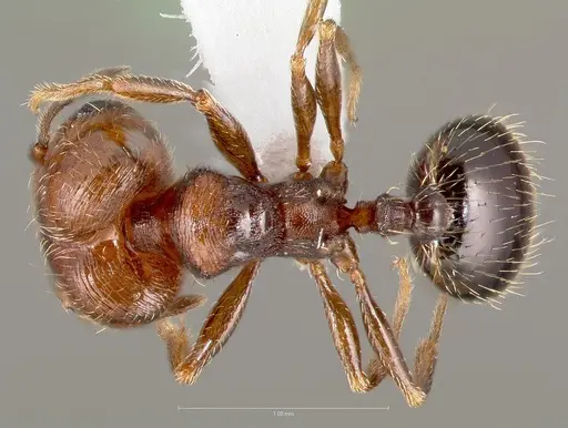 Pheidole rugulosa specimen CASENT0005769 image casent0005769_1