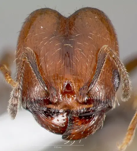 Pheidole rugulosa specimen CASENT0005769 image casent0005769_2