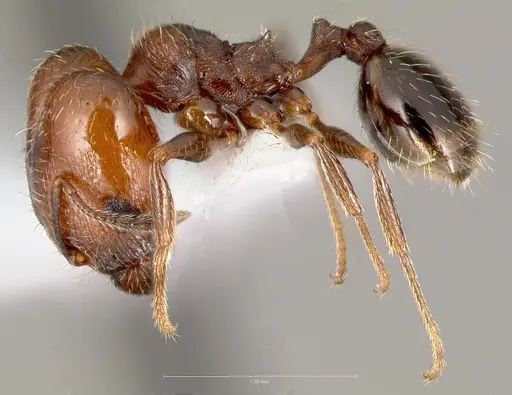 Pheidole rugulosa specimen CASENT0005769 image casent0005769_3