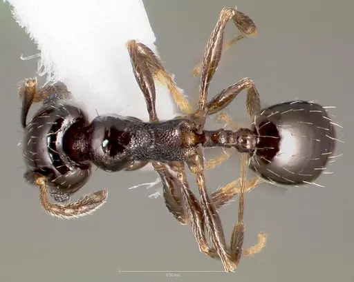 Pheidole rugulosa specimen CASENT0005770 image casent0005770_1