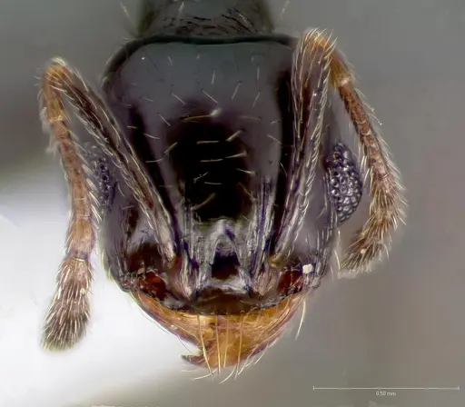 Pheidole rugulosa specimen CASENT0005770 image casent0005770_2