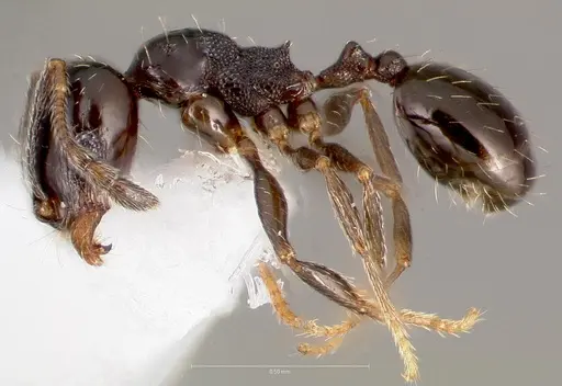 Pheidole rugulosa specimen CASENT0005770 image casent0005770_3