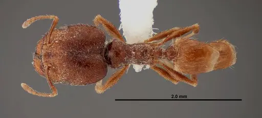 Pheidole rugulosa specimen FMNHINS0000062691 image fmnhins0000062691_1
