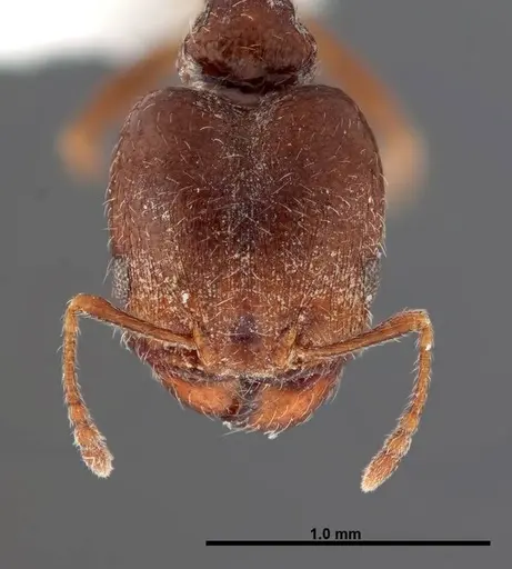 Pheidole rugulosa specimen FMNHINS0000062691 image fmnhins0000062691_2