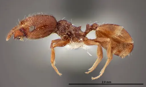 Pheidole rugulosa specimen FMNHINS0000062691 image fmnhins0000062691_3