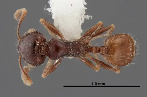 Pheidole rugulosa specimen FMNHINS0000062764 image fmnhins0000062764_1