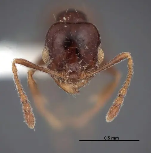 Pheidole rugulosa specimen FMNHINS0000062764 image fmnhins0000062764_2