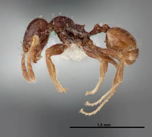 Pheidole rugulosa specimen FMNHINS0000062764 image fmnhins0000062764_3