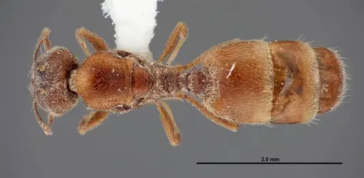 Pheidole rugulosa specimen FMNHINS0000062776 image fmnhins0000062776_1