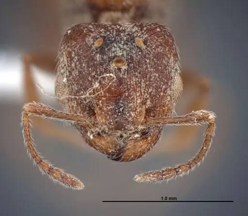Pheidole rugulosa specimen FMNHINS0000062776 image fmnhins0000062776_2