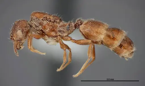 Pheidole rugulosa specimen FMNHINS0000062776 image fmnhins0000062776_3