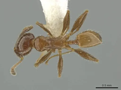 Pheidole rutilana specimen CASENT0645861 image casent0645861_1