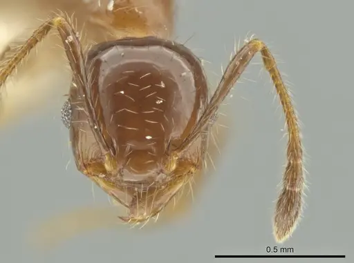 Pheidole rutilana specimen CASENT0645861 image casent0645861_2