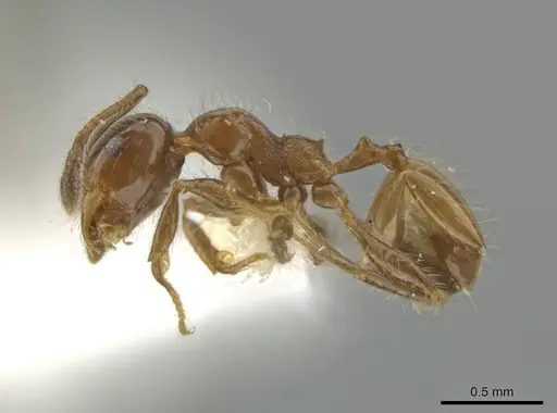 Pheidole rutilana specimen CASENT0645861 image casent0645861_3
