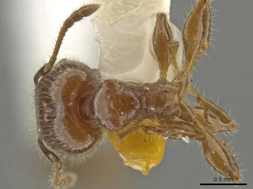 Pheidole rutilana specimen JTLC000016514 image jtlc000016514_1