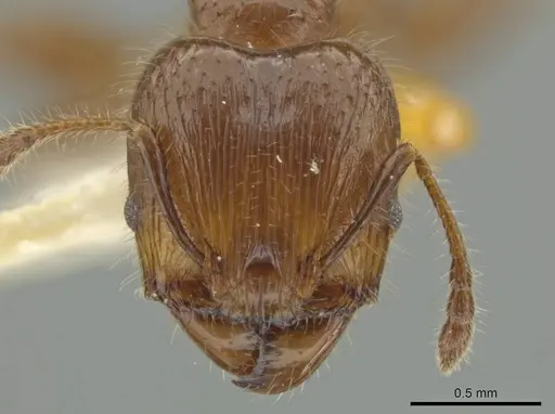 Pheidole rutilana specimen JTLC000016514 image jtlc000016514_2
