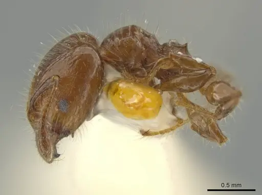 Pheidole rutilana specimen JTLC000016514 image jtlc000016514_3