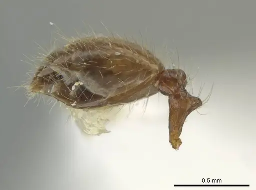 Pheidole rutilana specimen JTLC000016514 image jtlc000016514_4