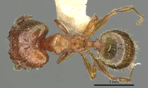 Pheidole ryukyuensis specimen CASENT0901527 image casent0901527_1