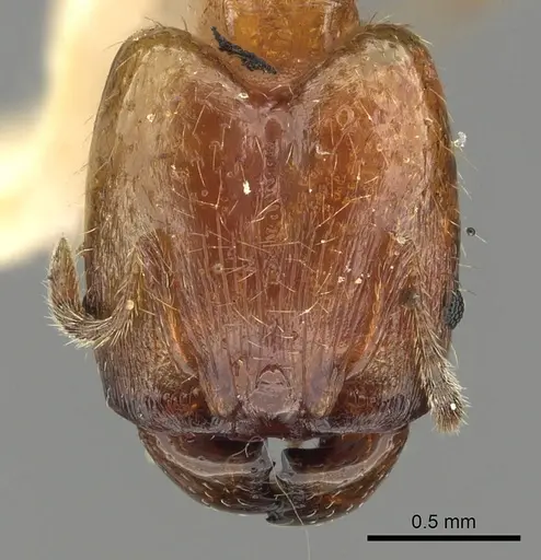 Pheidole ryukyuensis specimen CASENT0901527 image casent0901527_2