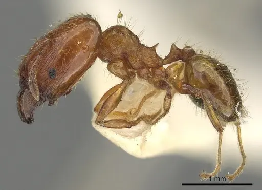 Pheidole ryukyuensis specimen CASENT0901527 image casent0901527_3