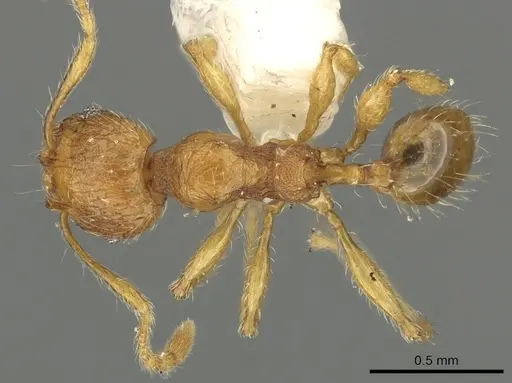 Pheidole ryukyuensis specimen CASENT0901528 image casent0901528_1