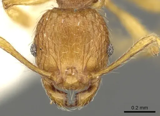 Pheidole ryukyuensis specimen CASENT0901528 image casent0901528_2